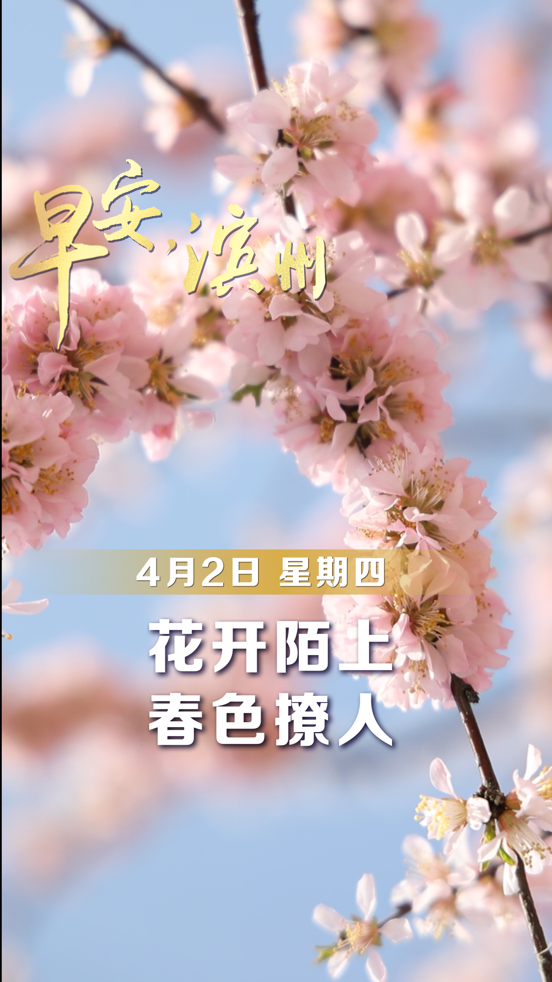 【早安】4月2日，周四，早安。晨雾未散，阳光已至。春天的美好，是风用了心，是花动了情。愿这个春天，所有期待都能如约绽放